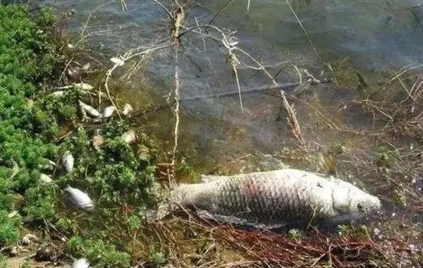 霜降前后池塘管理有哪些問題需要多加注意？