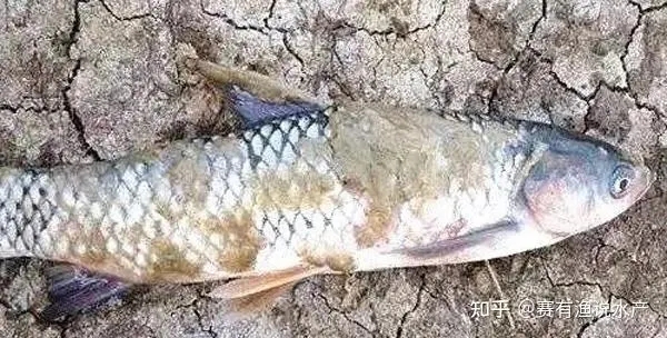 水霉病的高發(fā)期，如何預(yù)防和處理？