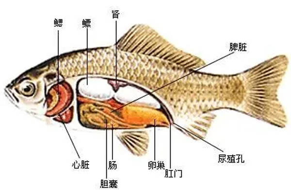 引起肝膽疾病高發(fā)的因素主要有哪些？