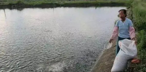 池塘亞硝酸鹽超標(biāo)怎么辦!