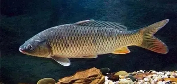 做好以下三個(gè)方面,提高魚類越冬成功率!