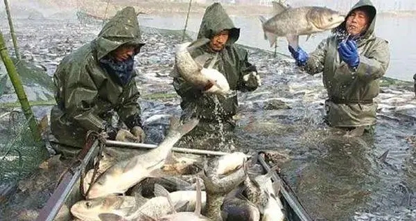 魚類越冬前要做好的四大預(yù)防工作