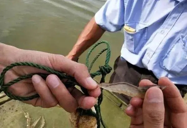 冬棚對蝦池塘弧菌爆表該如何治療？