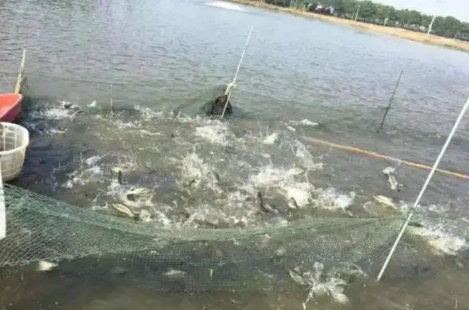 氣溫不斷下降，加州鱸魚塘容易出現(xiàn)哪些現(xiàn)象？
