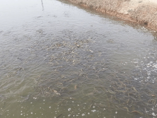 寒潮天氣對池塘水質(zhì)和魚類造成的影響