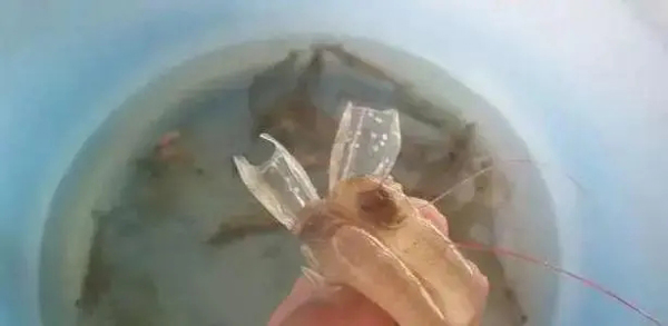 對蝦蛻殼不遂的幾種原因，對蝦蛻殼期間怎樣管理對蝦