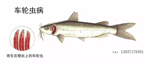 水產(chǎn)養(yǎng)殖中常見的車輪蟲病，如何預(yù)防和治療？
